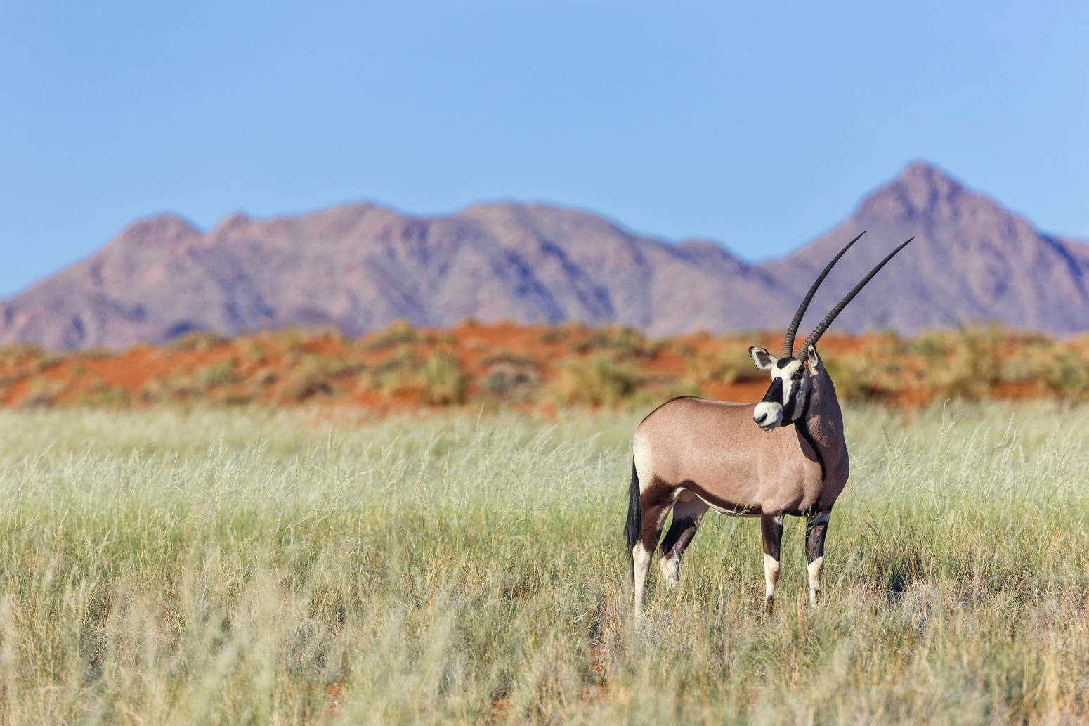 Gemsbok (Oryx gazella), Namibia. Credit: Cultura Creative Ltd / Alamy Stock Photo