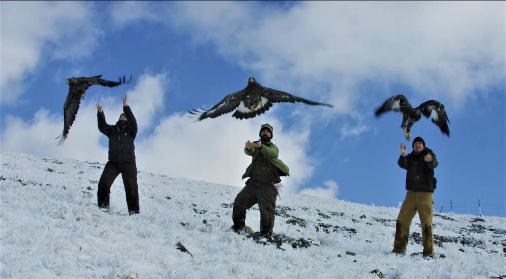 Researchers release several eagles after affixing tags to track the eagles&rsquo; movement.