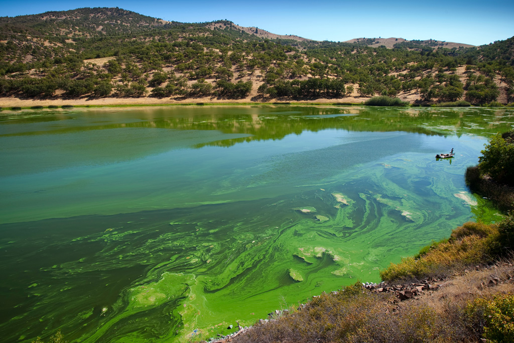 A-bass-fisherman-casts-for-fish-in-the-toxic-blue-green-algae-in-the-Copco-Reservoir-in-Northern-California
