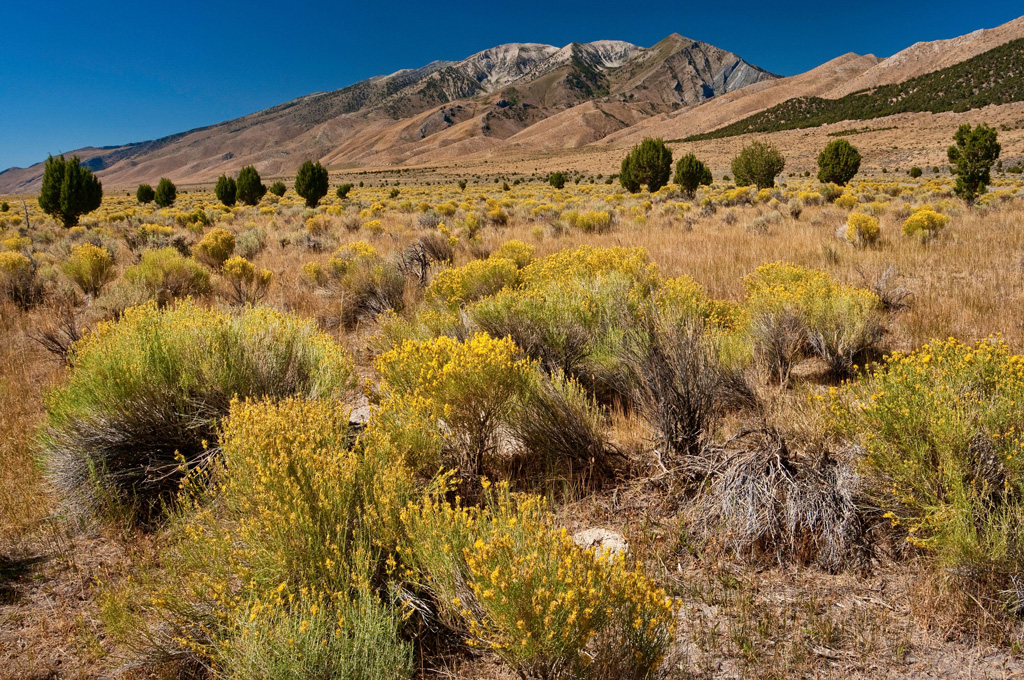 Sagebrush growing in Nevada, USA