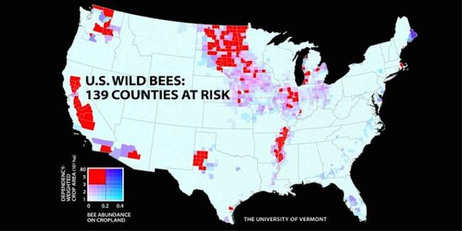 First-ever national bee map reveals farmland at risk