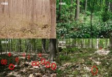 Herbaria prove valuable in demonstrating long-term changes in plant populations