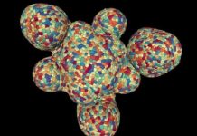 How plant cells regulate growth shown for the first time
