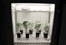Plants smell different when attacked by exotic herbivores