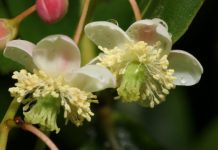 Restoration strengthens the resilience, function of pollination networks