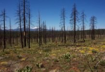 Vegetation resilient to salvage logging after severe wildfire