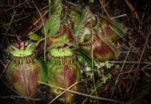 How carnivorous plants acquired a taste for meat