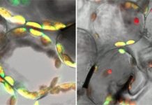 Collapsed chloroplasts are targeted in self-eating process