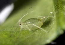 How to be a successful pest: Lessons from the green peach aphid