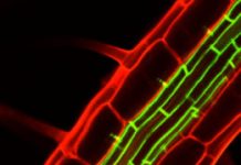 New peptide hormone aids waterproof barrier formation in plant roots