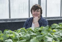 Scientists remove reliance on seasonality in new lines of broccoli, potentially doubling crop production