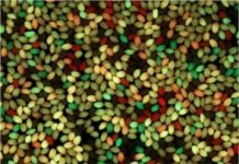Unlocking crop diversity by manipulating plant sex