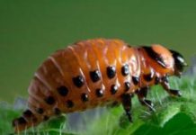 Three-way dance between herbivores, plants and microbes unveiled