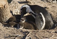 Climate change and fishing lay ‘ecological trap’ for African penguins