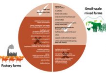 The global dangers of industrial meat.