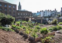 NCAD Community Garden supports People4Soil!