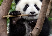 COMMENT: Climate change threatens giant panda recovery