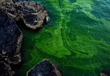 Growing algae bloom in Arabian Sea tied to climate change