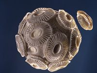 Marine microbiology: Plasticity under acidification