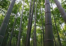 Bamboo Gaining Traction in Caribbean as Climate Savior
