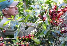 VIDEO: How a Costa Rican cooperative slashed the carbon footprint of coffee.