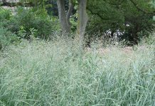 It’s not about the money: Farmers uninterested in renting land for bioenergy crops.