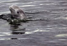 Owner of leaking Alaska gas pipeline now dealing with oil spill nearby.