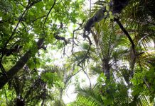 Carbon report: Plant native trees, save cash