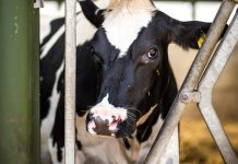 Dairy raises more ethical red flags than meat