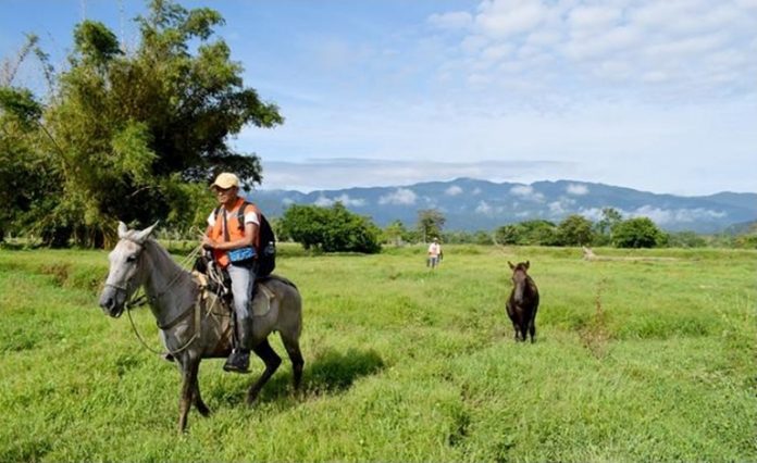 Horses-155deada24bfc311c9ae239c2a261f60a8893baa