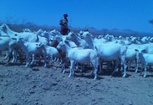 Sécheresse et résilience en Afrique de lEst