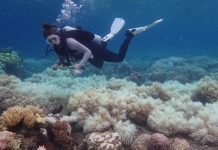 Breitbart’s James Delingpole Pushing Denial That Great Barrier Reef Is Bleaching — Again