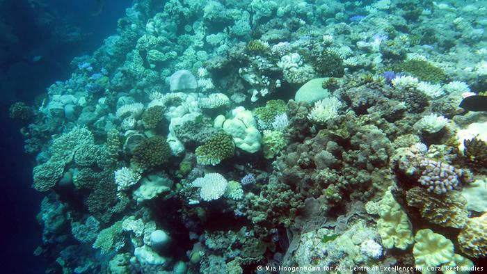 Great Barrier Reef Korallenriff (Mia Hoogenboom for ARC Centre of Excellence for Coral Reef Studies)