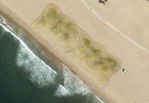 'Re-wilding' a Santa Monica beach to protect against sea level rise.