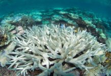 Des coraux du Golfe d'Aqaba résistent au changement climatique