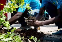 Africa Should Fast Track Green Cover Restoration