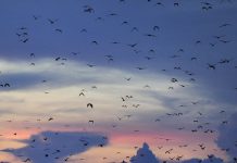 Bats massacred by wind turbines may get reprieve in Sweden.