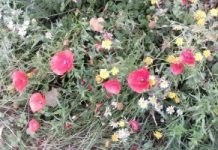 What’s On during Biodiversity Week: Thursday 25th & Friday 26th May