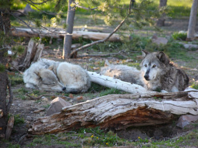 Gray wolves were reintroduced in Yellowstone National Park under the Endangered Species Act, which congressional Republicans are seeking to overhaul.&nbsp; 