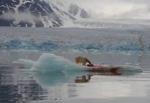 El cambio climático obliga a los osos polares a cambiar focas por huevos