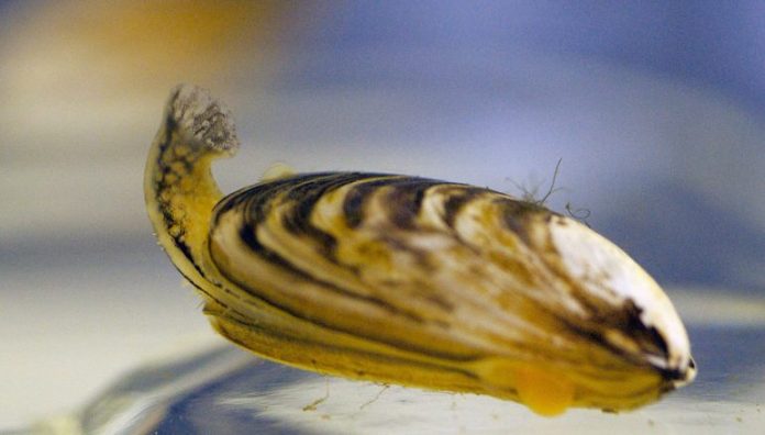 Quagga_mussel_8740859295--d1f973e824bae0a9343e197d3a36501ea1786ad1