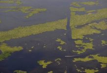 Is Louisiana really losing a football field of land per hour?