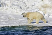 Climate change should look beyond image of polar bear: Oxford-based think tank