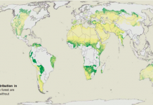 Drylands greener with forests than previously thought.