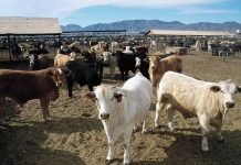 Factory Farms Put Climate at Risk, Experts Say in Urging Health Officials to Speak Out