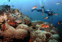 The coral reefs you never heard of, in the path of Trump's drilling plan.