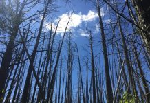 Rising seas could be turning Jersey’s coastal cedars into ghost forests.