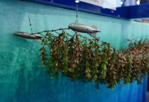 Experimental project off Catalina Island aims to make fuel out of kelp.