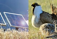 Wildlife, renewables take back seat to oil and gas in budget.
