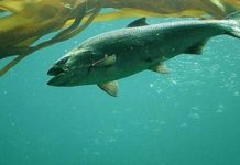 Popular sport fish may be headed for broad extinction in California.